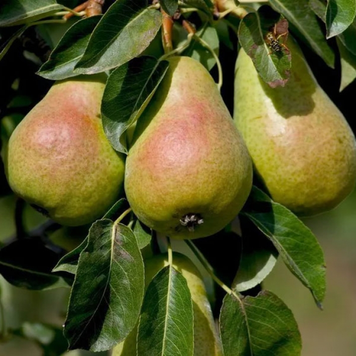 Груша Кафедральная