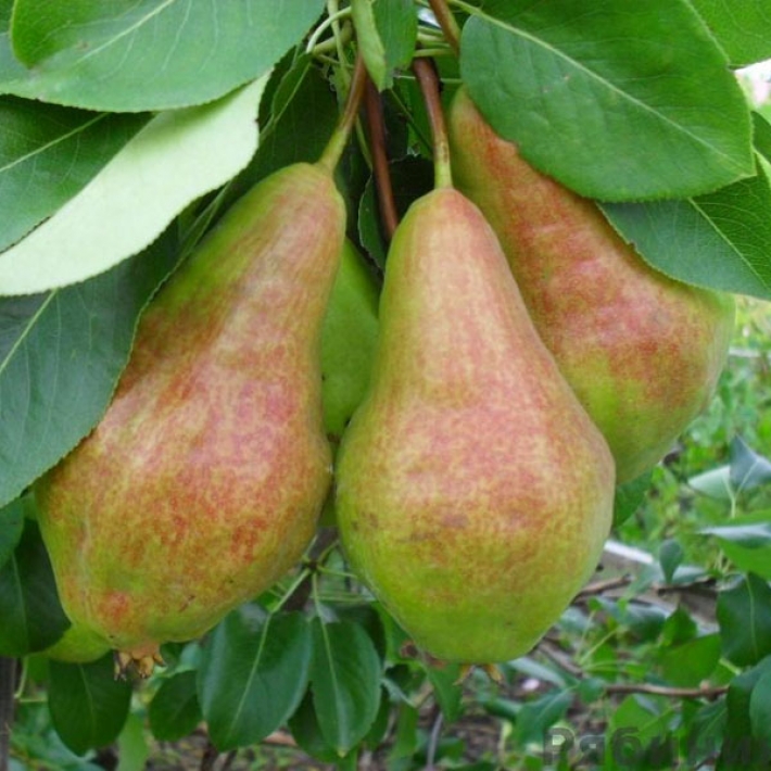 Груша Видная