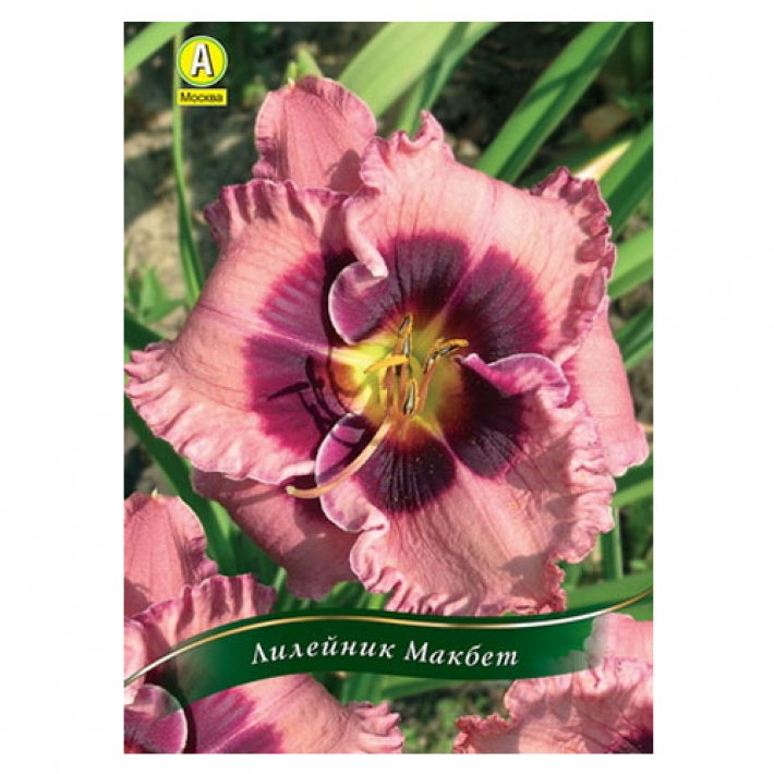 Лилейник Макбет