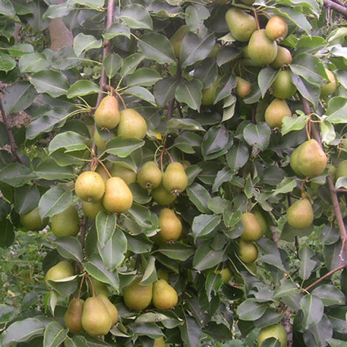 Груша Северянка