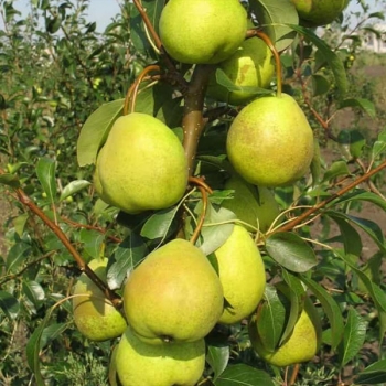 Груша Августовская Роса