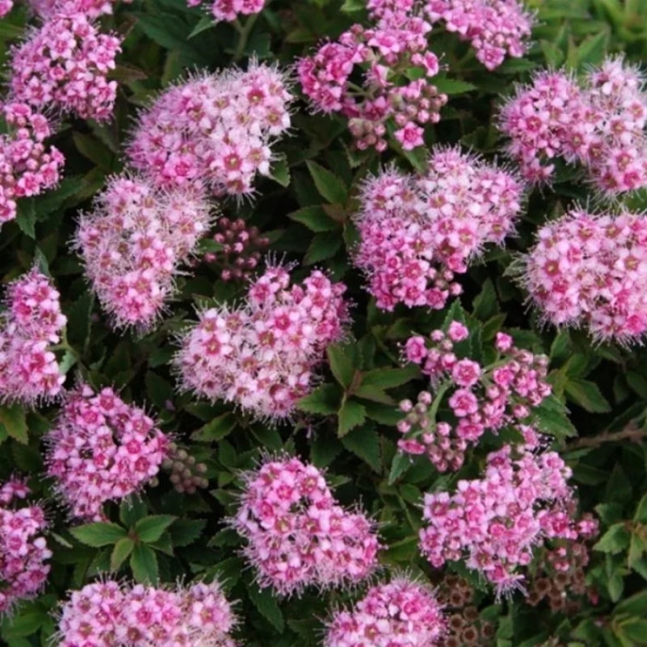 Спирея японская Джапаниз Дварф