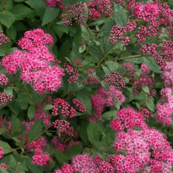 Спирея густоцветковая Дабл Плей Артист