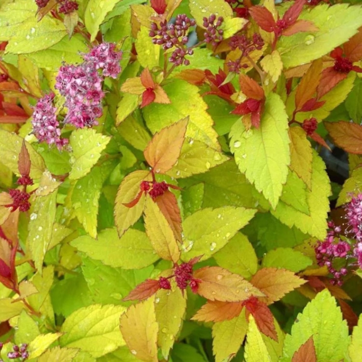 Спирея японская Мэджик Карпет