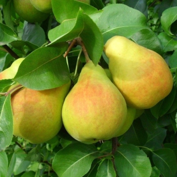 Груша Память Жегалова