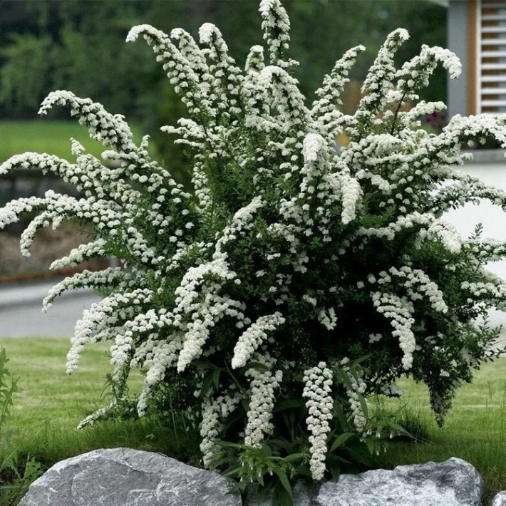 Спирея серая Грефшейм
