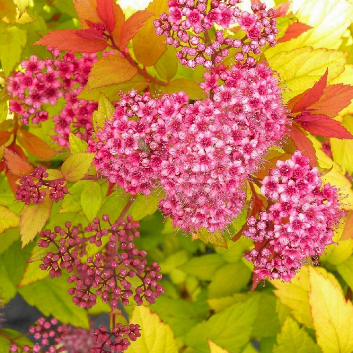 Спирея японская Голдфлейм