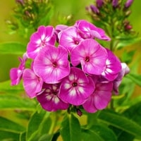 Флокс