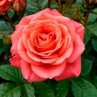 Саженцы роз