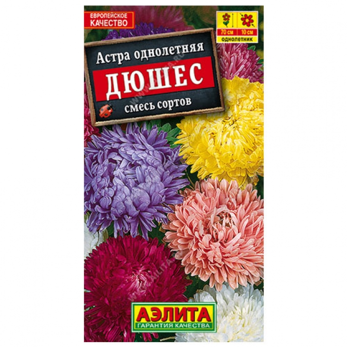 Астра Дюшес, смесь окрасок
