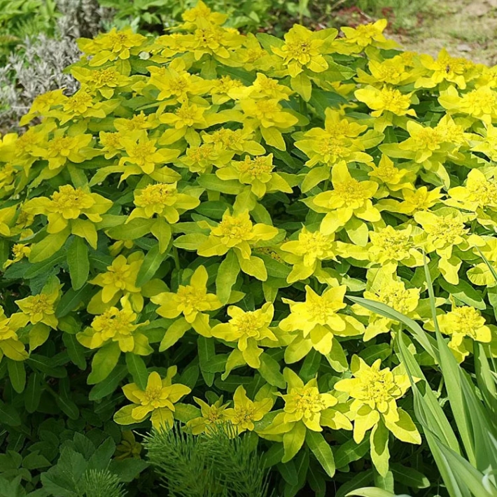 Молочай многоцветный