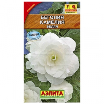 Бегония крупноцветковая Камелия белая