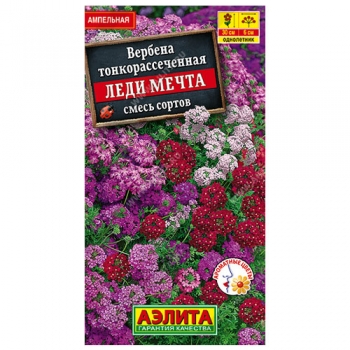 Вербена Леди мечта, смесь окрасок