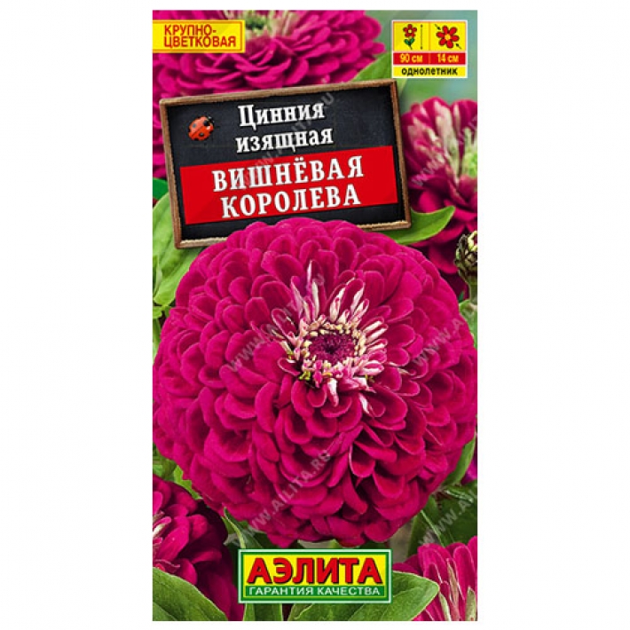 Цинния Вишневая королева