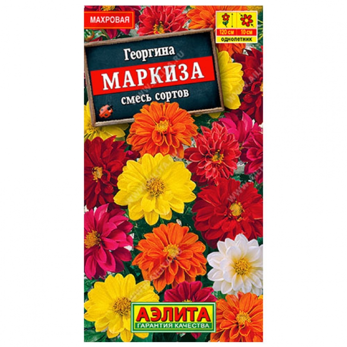 Георгина махровая Маркиза, смесь сортов