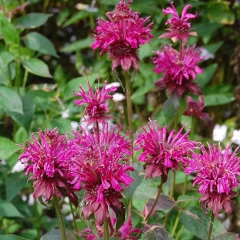 Монарда Кардинал