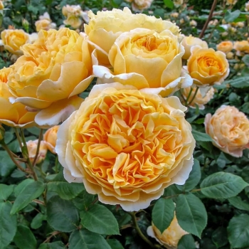 Роза Беатрис (Сиберика) английская, парковая