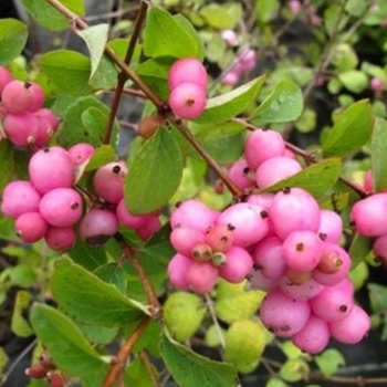 Снежноягодник Доренбоза Мазер оф Перл