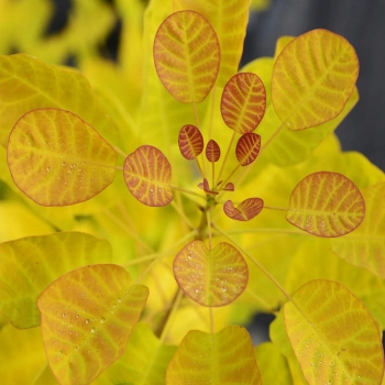 Скумпия кожевенная Голден Леди