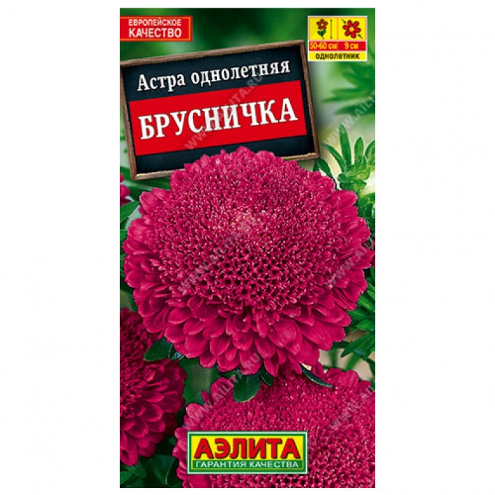 Астра Брусничка