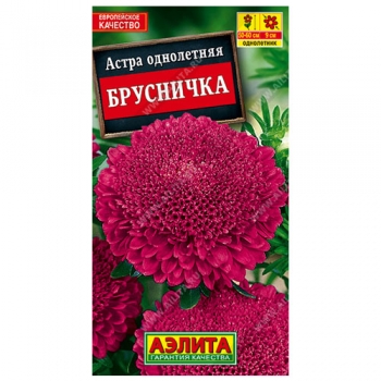 Астра Брусничка