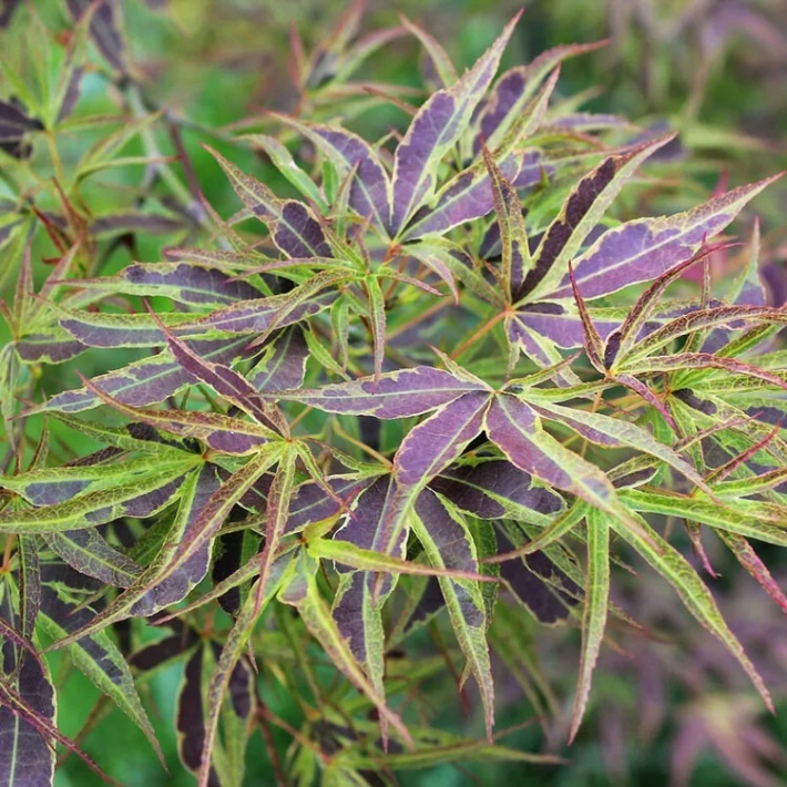 Клен дланевидный Маньо-но-сато