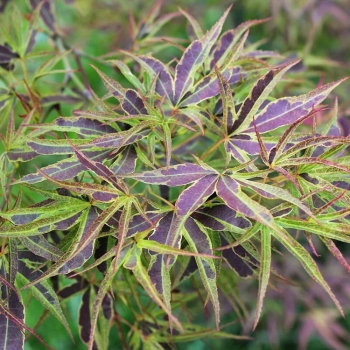 Клен дланевидный Маньо-но-сато