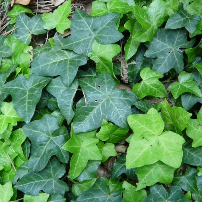 Плющ обыкновенный Аляска