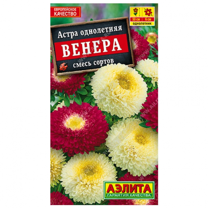 Астра Венера, смесь окрасок