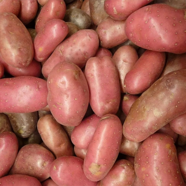 Картофель Розара Э