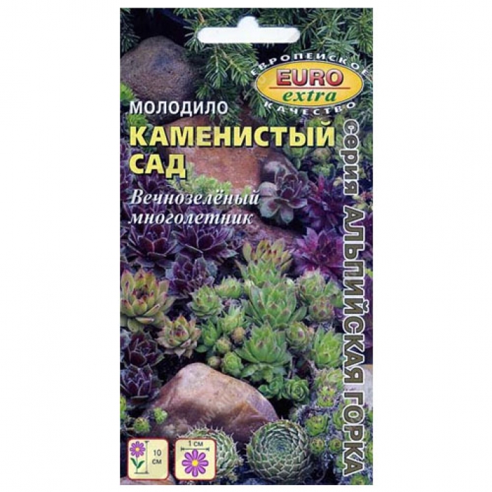 Молодило Каменистый сад, смесь сортов