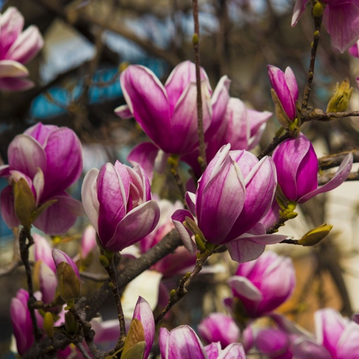 Магнолия гибридная Александрина