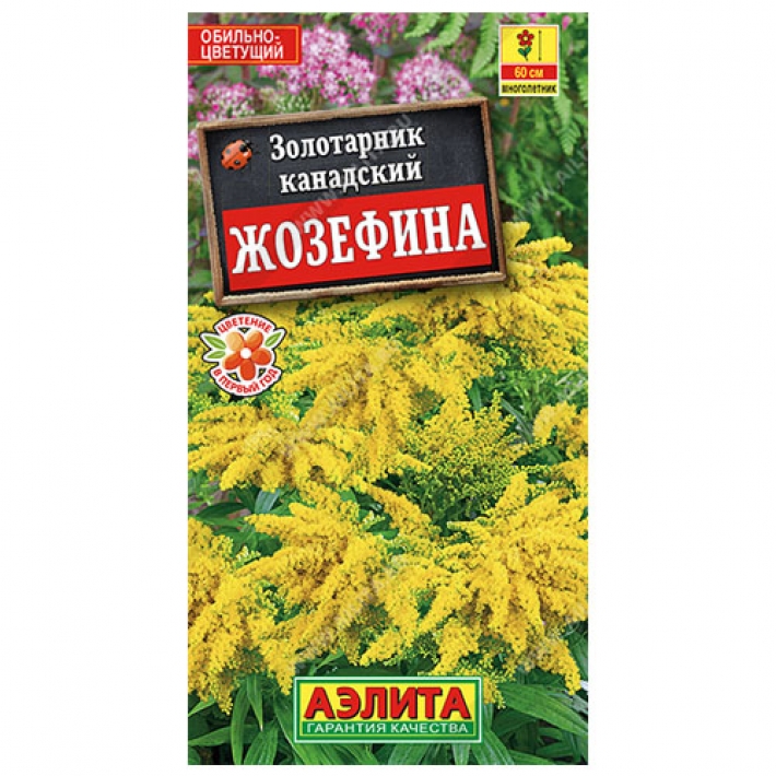 Золотарник Жозефина