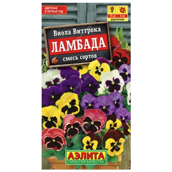 Виола Ламбада, смесь сортов