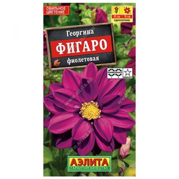Георгина Фигаро махровая фиолетовая