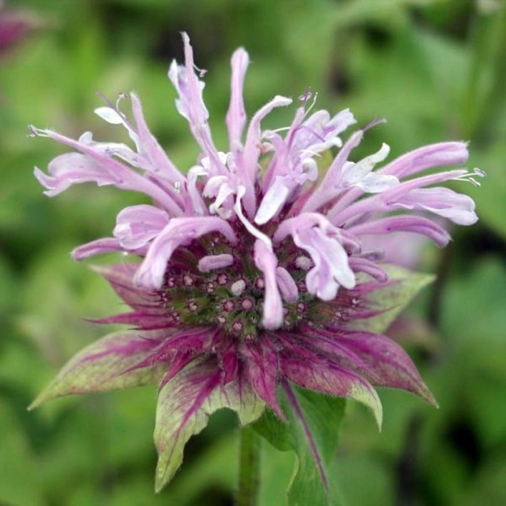 Монарда Элсис Лавендер