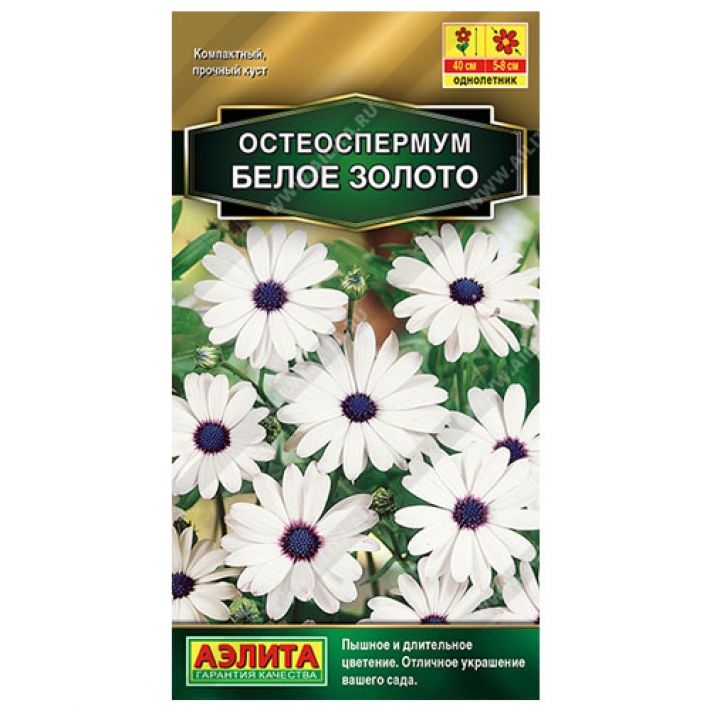 Остеоспермум Белое золото