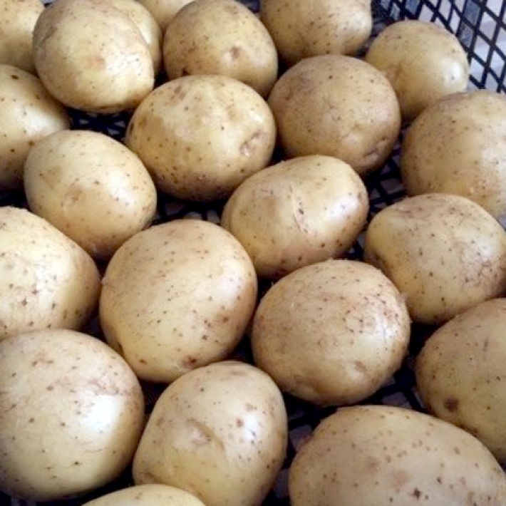 Картофель Коломба I репродукция