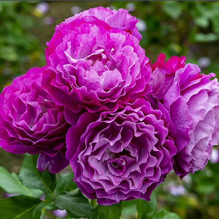 Роза Блю Эден (Сиберика) флорибунда, грандифлора