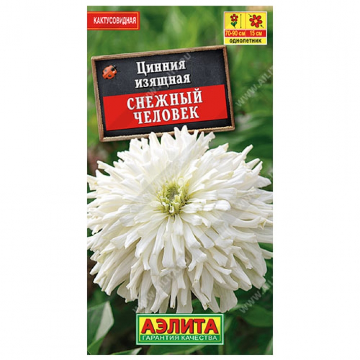 Цинния Снежный человек кактусовидная