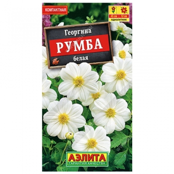 Георгина Румба белая