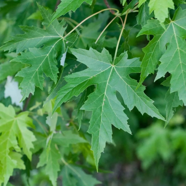 Клён серебристый