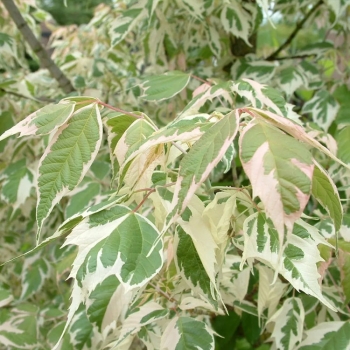 Клен ясенелистный Вариегатум