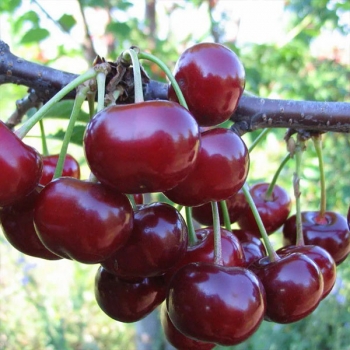 Вишня Чудо-вишня