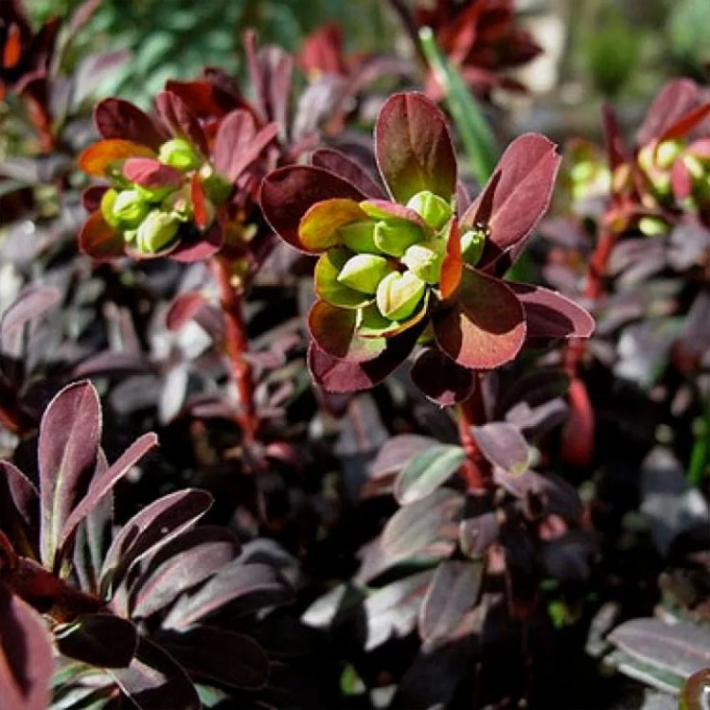 Молочай миндалевидный Пурпуреа