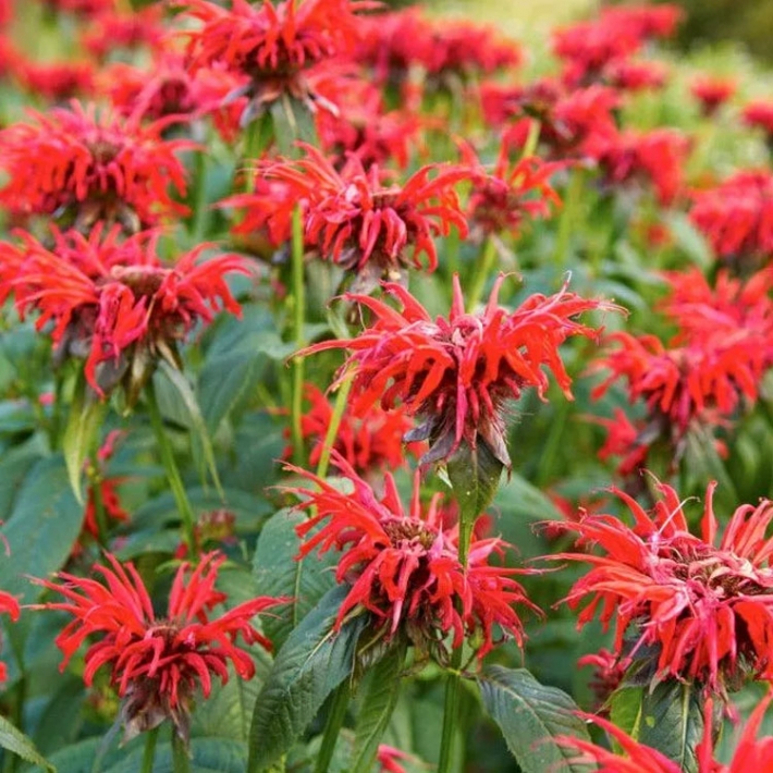 Монарда Якоб Кляйн