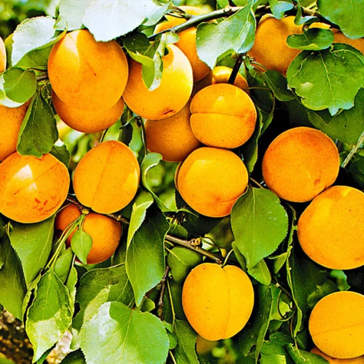 Абрикос Царский