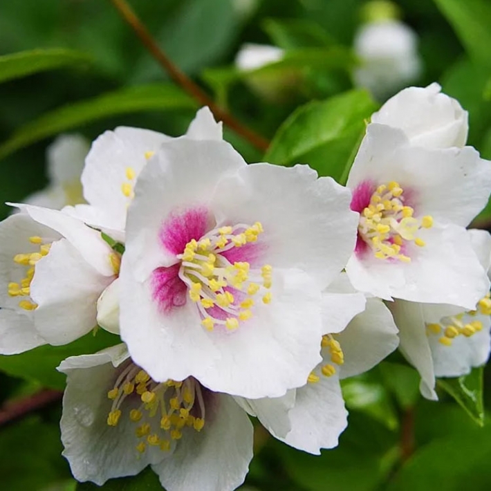 Чубушник Бель Этуаль