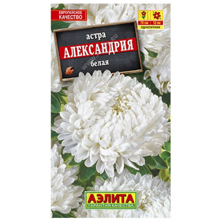 Астра Александрия белая