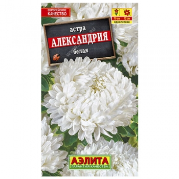 Астра Александрия белая